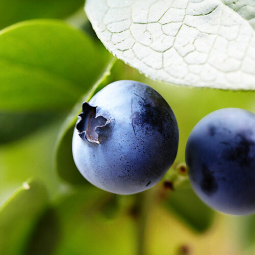 A Guide to Fertilizing Blueberry Plants