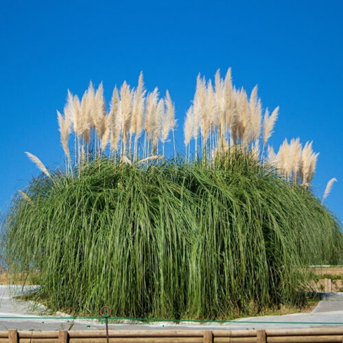 7 Tips to Get Rid of Pampas Grass Quickly