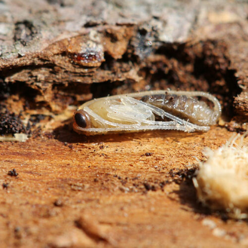 Tree Borers – Types, Signs of Infestation, and Remedies