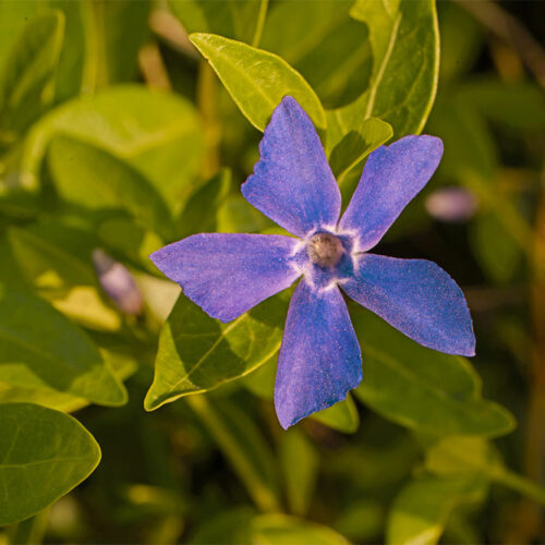 7 Easy Ways to Get Rid of Periwinkle