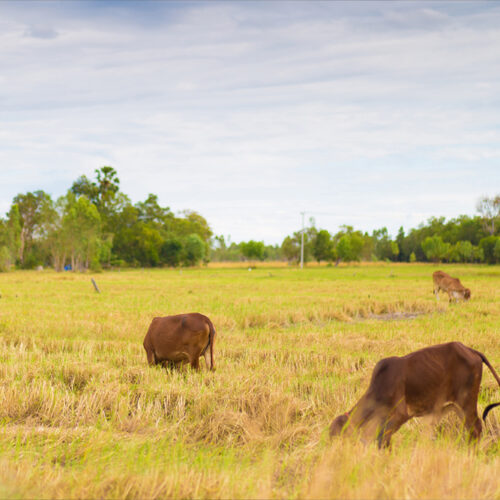 7 Tips for Removing Brown Grass