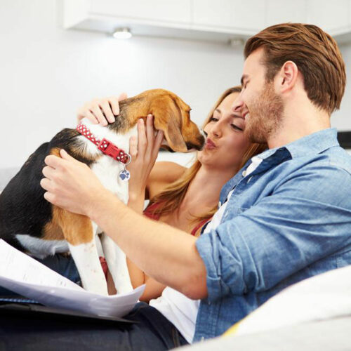 Benefits of availing a pet insurance