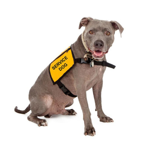 Everything you need to know about getting a service dog certification