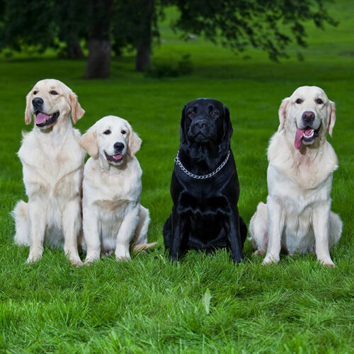 Eight most popular dog breeds