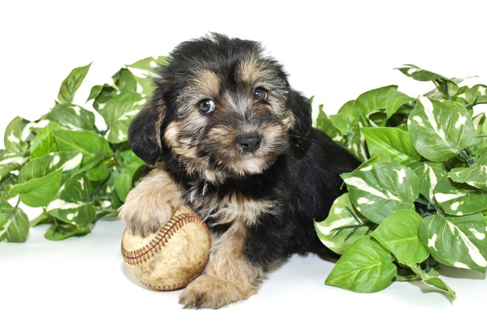 Facts you didn&#8217;t know about Morkie puppies