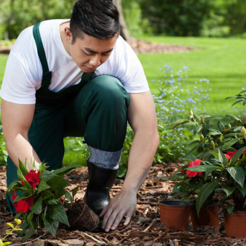 Here&#8217;s what you need to know if you plan to grow flowers in your garden