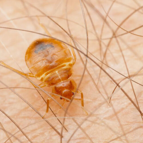 How to figure out if your home is infested bed bugs