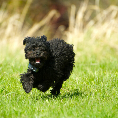 Pros and cons of invisible dog fence