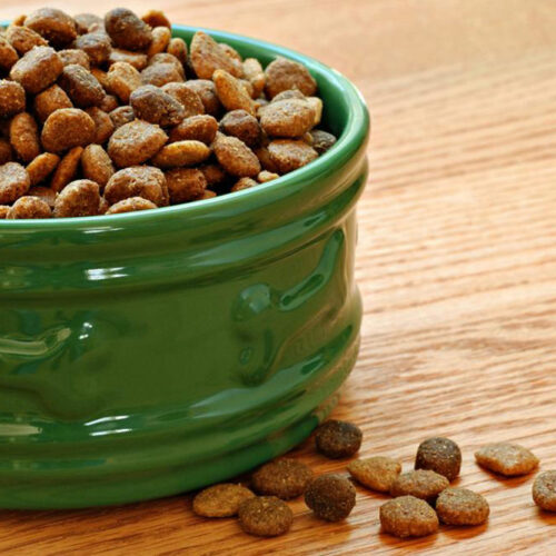 Top 10 pocket friendly dry dog and puppy food