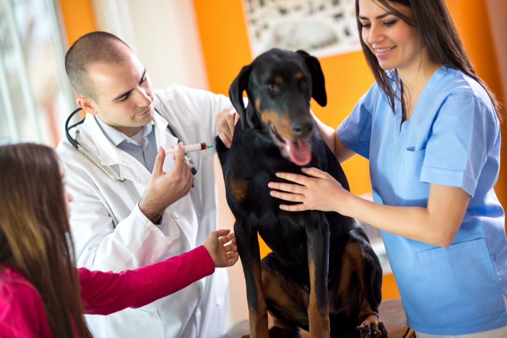 5 heartworm prevention medicines for dogs