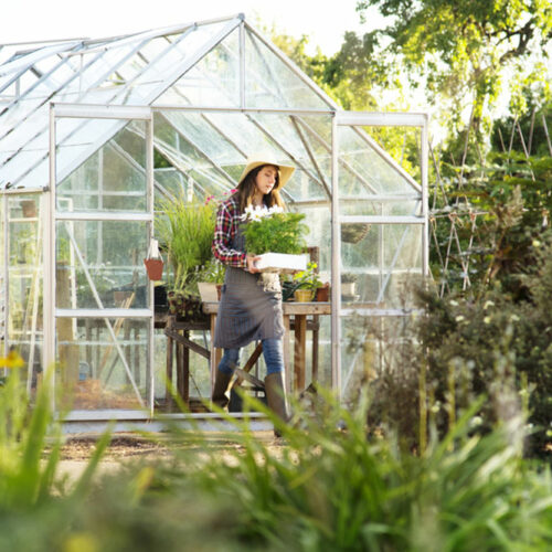 7 tips for the beginner greenhouse gardener