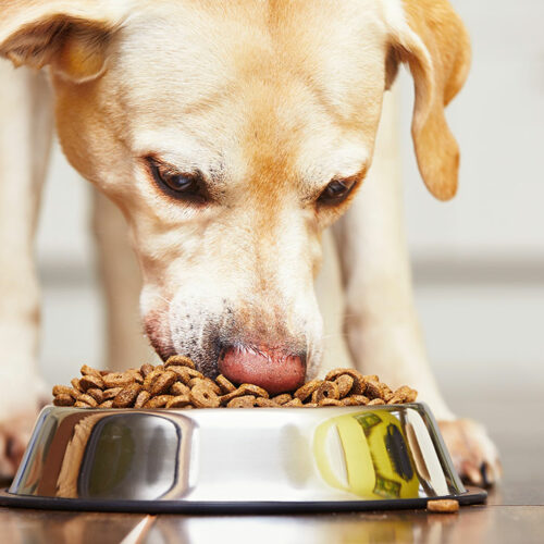 Essentials to Know When Choosing Food for Dogs with Sensitive Skin