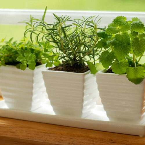 Green kitchens – growing a garden where you cook