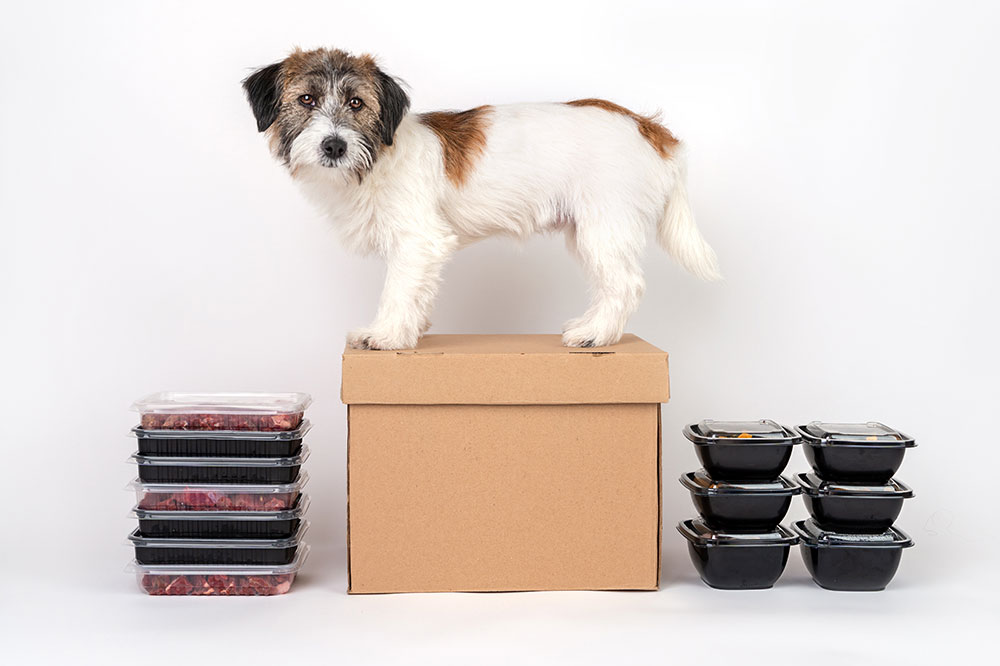 Top 3 subscription boxes for puppies