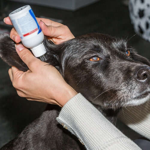 7 Things to Consider While Buying Pet Meds Online