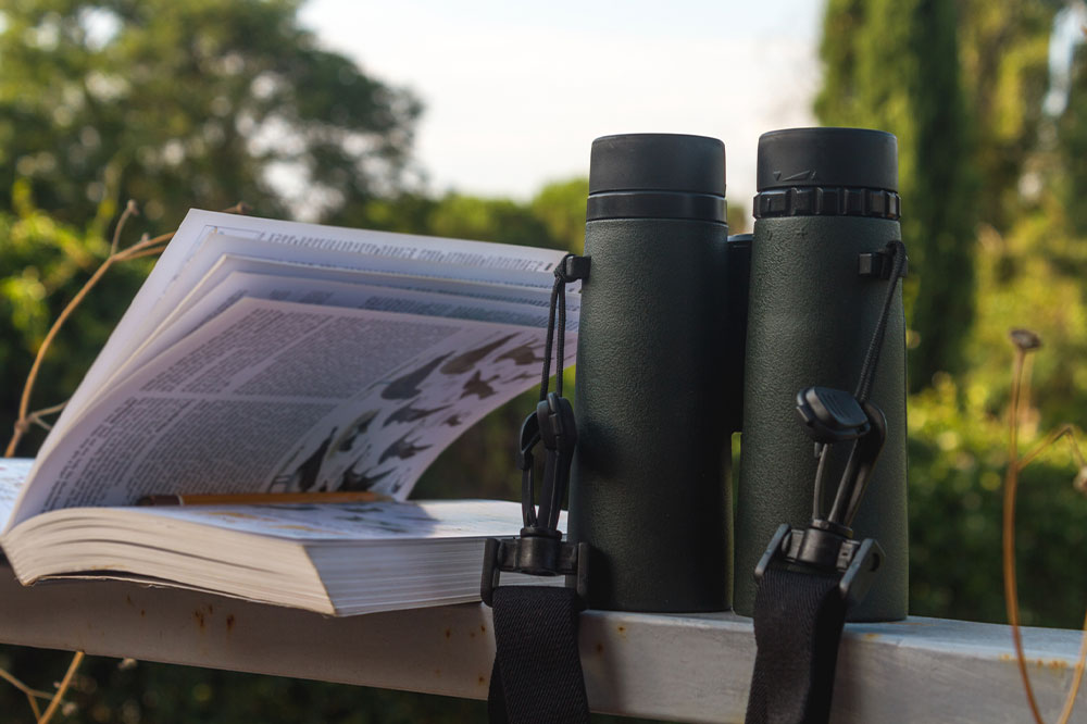Bird Identification – Top Tools, Tips, and Benefits