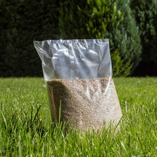 11 Grass Seed Varieties for a Healthy and Green Lawn