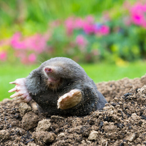 10 Ways to Keep Yards Mole-Free